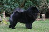 CHOW CHOW 793